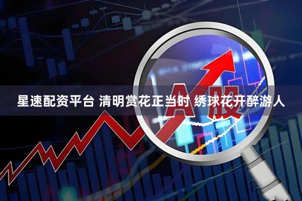 星速配资平台 清明赏花正当时 绣球花开醉游人
